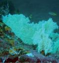 This image shows <i>Eugorgia mutabilis</i> colonies in Monta&#241;a Rusa, Islas Contreras, Panam&#225;, 32 m deep.