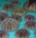 This shows green sea urchins (<i>Strongylocentrotus droebachiensis</i>) at the lab. Photo: GEOMAR