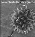 These scanning electron microscope images show a pollen particle (left) that has been coated with iron oxide and a replica of the same particle (right) after firing at 600 C to remove the organic material and crystallize the iron oxide. Arrows point to features that were preserved by the process.