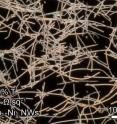 This image shows a network of copper nanowires.