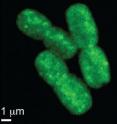 Green fluorescence shows redox reactions in living <i>Synechococcus</i> cells.