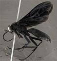 This image shows the gorgeous black new wasp species <i>Abernessia capixaba</i>.