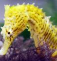 The dwarf seahorse, <i>Hippocampus zosterae</i>, has a head perfectly shaped to sneak up on fast moving copepods.