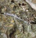 A male Pacific leaping blenny, <i>Alticus arnoldorum</i>, in Guam. These terrestrial fishes spend all their adult lives on land, on the rocks in the splash zone. They use a tail-twisting behavior to leap about.