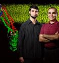 Postdoctoral researcher Mahmoud Moradi (left) and biochemistry professor Emad Tajkhorshid discovered how a transporter protein changes its shape to shuttle other molecules across the cell membrane.