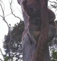 This is a koala at Cape Otway.