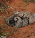 This is an image of cheetah cubs from Kgalagadi Transfrontier Park.