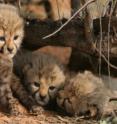 This shows cheetah cubs at Kgalagadi Transfrontier Park.