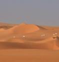 This shows some of the world's 200 remaining wild addax in Termit and Tin Toumma National Nature Reserve in Niger.