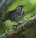 A song sparrow gives wing waves, a high-level aggressive signal.