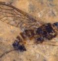 A snakefly, as old as dinosaurs, looks like its present-day kin, but bears a more primitive egg-laying organ.