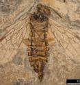 This is a fossil xyelid. This most archaic wasp family has changed little in the past 240 million years.