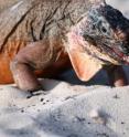 This is an Allens Cay Rock Iguana from Leaf Cay, Bahamas, ingesting a grape fed by a tourist.