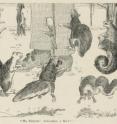 A cartoon from the Harvard Lampoon from 1903 speaks to the ubiquity of gray squirrels in Boston, as well as many other American cities, around the turn of the 20th century.