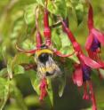 This image shows the European <i>Bombus terrestris</i> pollinating <i>Fuchsia</i> flower native to South America.