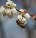 This is a photo of a honey bee (<i>Apis mellifera</i>) on a highbush blueberry flower.