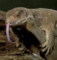 A monitor lizard hugs a branch. A new University of Utah study found that air flows mostly in a one-way loop through the lungs of savannah monitor lizards, just as it does in birds, alligators and presumably dinosaurs. The discovery means this unusual one-way airflow may have evolved 270 million years ago -- 100  million years before birds first flew.