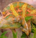 ASU researchers have discovered that color changes in chameleons convey different types of information during important social interactions. The lizards' body stripes and head colorings are particularly important during contests over territory and females.