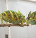 When male chameleons challenge each other for territory or a female, their coloring becomes brighter and more intense. During a contest, the lizards show bright yellows, oranges, greens and turquoises.