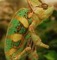 Veiled chameleons (<i>Chameleon calyptratus</i>) are native to the Arabian Peninsula -- specifically Yemen and Saudi Arabia.