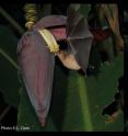 This is a Pallas long-tongued bat drinking nectar -- it was thought that these bats eat insects in passing but have been discovered to target its moving prey with stealth precision, according to new research by a scientist at Queen Mary University of London.