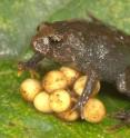 A female <i>Bryophryne nubilosus</i>, one of the frog species used in the study, attending her eggs. The species lives in the cloud forest of the Andes, at elevations from 2,400 to 3,200 meters.
