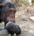 Chimps are rational, not conformist.