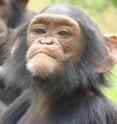 Peanuts over popularity: While chimpanzees do not change their behavior under majority influences, they change it when they can maximize payoffs by doing so.