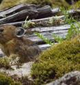 A rabbit relative known as a pika sits among wood, moss and rocks on rockslide or talus slope in Oregon's Columbia River Gorge. A University of Utah study found the pikas -- which normally live at much higher elevations and are threatened by climate change -- survive at nearly sea level in Oregon by eating more moss than any other known wild mammal.