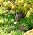 A small mammal known as a pika peers out from thick moss in Oregon’s Columbia River Gorge. A University of Utah study found the pikas survive warmer low elevations in Oregon by eating a diet of 60 percent moss, compared with their grassier diet at high elevations.