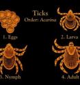 This shows the different stages of a tick lifecycle. Image credit: Centers for Disease Control Prevention Public Health Image Library (PHIL). Please link to: <a target="_blank" href="http://phil.cdc.gov/phil/sessionexpired.asp">http://phil.cdc.gov/phil/sessionexpired.asp</a>