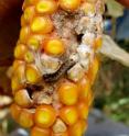 This is a European corn borer larva feeding on an ear.