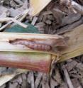 This is a European corn borer larva feeding in a tunnel in a cornstalk.