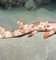 Bamboo shark: <i>Hemiscyllium halmahera</i>, the walking shark, is seen here in waters near Halmahera.