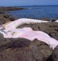 A fin whale, <i>Balaenoptera physalus</i>, is shown stranded on the "&#206;le de Sein" during May 2011.