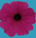 Researchers have uncovered the secret recipe to making some petunias such a rare shade of blue. The findings may help to explain and manipulate the color of other ornamental flowers, not to mention the taste of fruits and wine, say researchers who report their findings in the Cell Press journal Cell Reports on January 2nd. From the flowers' point of view, the findings also have important implications, since blue petals instead of red might spell disaster when it comes to attracting pollinators.