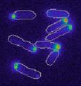 As these bacterial cells divide, chemotaxis machinery (bright blue and red) localize in one daughter cell.