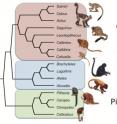 This diagram shows the relationships among monkey groups that currently inhabit South and Central America.