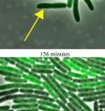 Rice University scientists engineered a synthetic genetic clock inside a mutant <i>Escherichia coli</i> bacteria that keeps time despite rising or falling temperature. In an experiment, the researchers isolated a small number of engineered bacteria under a fluorescent microscope and captured images over three hours as a single cell (yellow arrow) oscillated at a regular clip between states despite changing conditions. They found altering one amino acid to make a regulator protein sensitive to temperature provided the right feedback to the bacteria's circadian clock.