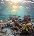 An experimental coral rack is deployed on a shallow reef within the marine reserve at Totua, Viti Levu, Fiji. The work is part of a study into competition between coral and seaweed.