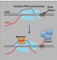 A new model of DNA repair is revealed in a new study. In this model, RNA polymerase patrols tracks of double-stranded DNA and stalls over damaged areas. An enzyme called UvrD helicase pulls the blocked RNA polymerase off the tracks, exposing broken DNA to repair. After the repair, the polymerase continues along the tracks.