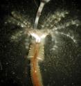 This is an adult marine tubeworm <i>Hydroides elegans</i>, a significant biofouling agent.  Researchers at the University of Hawaii at Manoa and Caltech have discovered the genetic underpinnings of a biological trigger to tubeworm metamorphosis, which requires contact with with surface-bound bacteria.