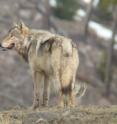 Wolves are one of the important large predators that are disappearing and causing ecological disruption as a result.