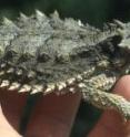 This is an adult horned lizard of the genus <i>Phrynosoma</i>.  Horned lizards specialize on ants, have a squat, tank-like body shape, short legs, and cannot run very fast.  However, their cryptic coloration, spines, and the ability to squirt blood from a sinus below their eyes serve as effective anti-predator strategies.