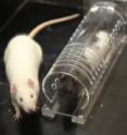 This photo shows an albino and black-hooded rat during empathy test.