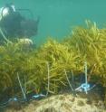 <i>Phyllospora comosa</i> seaweed is transplanted by a team member back onto a reef in Sydney from where it vanished decades ago. The transplanted seaweed has survived and reproduced.