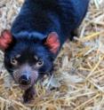 This is an Australian marsupial, a Tasmanian devil.