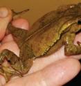 This image shows a male toad of the new species <i>Rhinella yunga</i>.