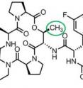 ADEPs are a promising new class of antibiotics. Researchers from Brown University and MIT have found that modifying the structure of ADEP molecules to make them more rigid increases their ability to kill germs.