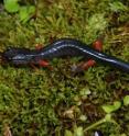 This red-legged salamander can help scientists predict forest habitat quality and will guide forest management decisions.